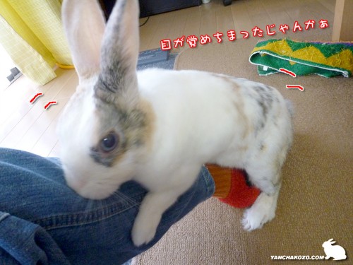 目が覚めちまった