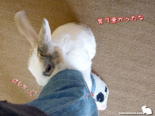 しがみ付くぷりんも可愛い