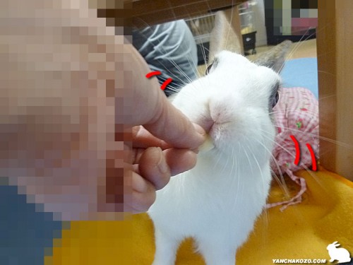 もう終わりんご！