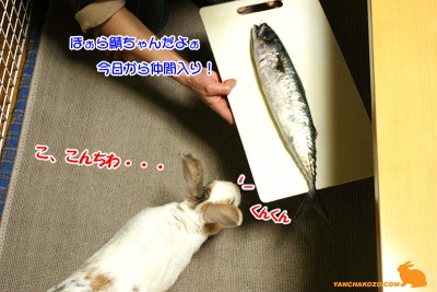 こ、こんちわ