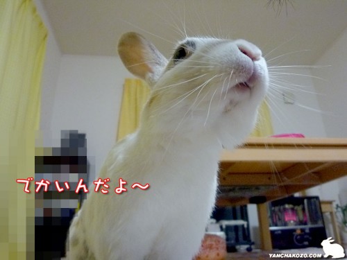 でかいんだよ~