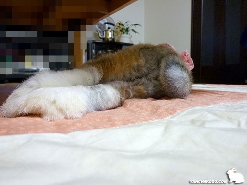 おケツショット