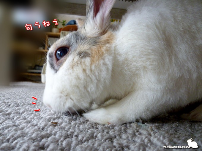 真剣に嗅ぎます