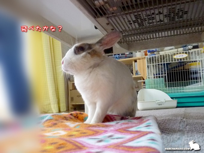 飛べたかな?