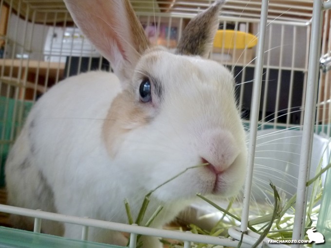 さ、食べますか