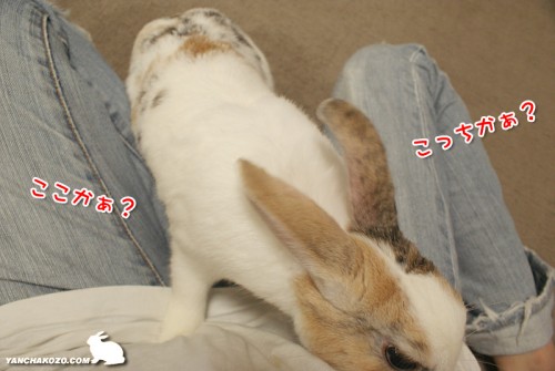 うさぎの診察