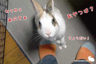 おやつくれ