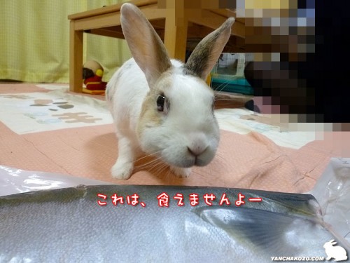 魚は食えません
