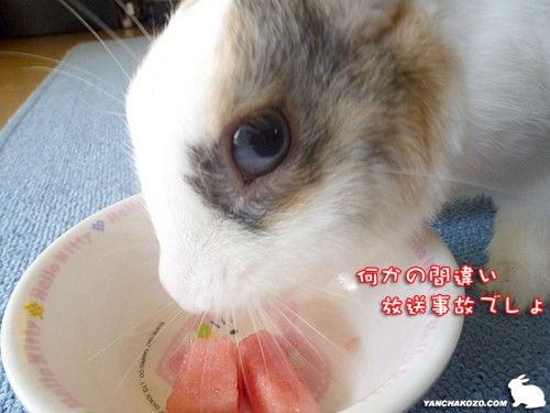 何かの間違い