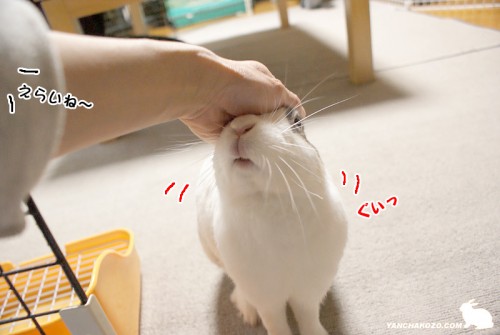 お褒めのナデコ