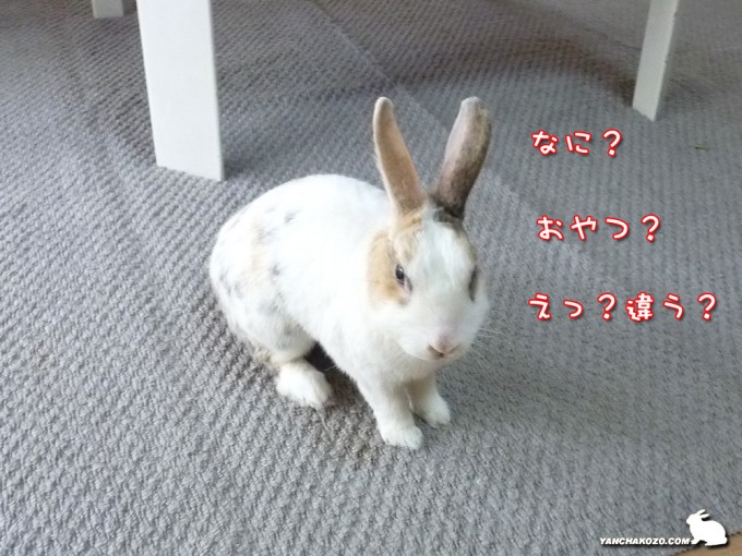 なに？おやつ？