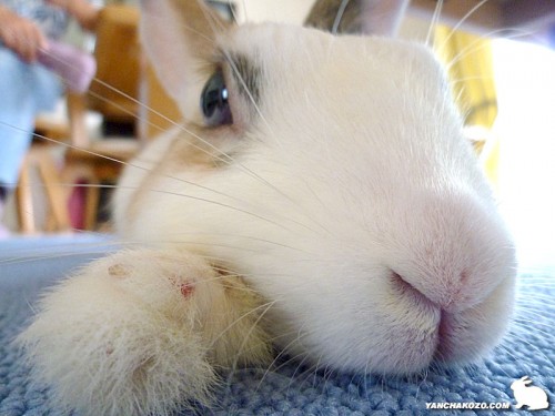 まったりんこ中