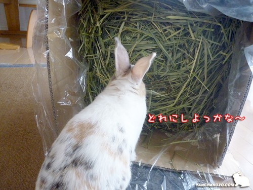 どれにしよっか