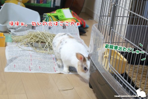 ちょこっぺの匂い