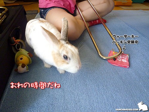 待機中のうさぎ