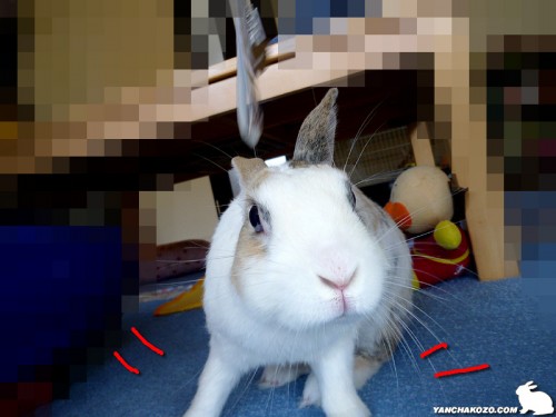 うさぎも構えた