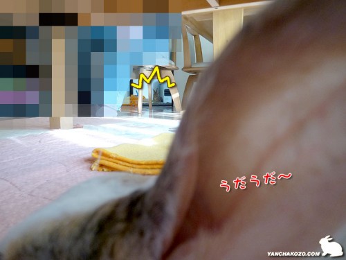 うさぎの向こうに