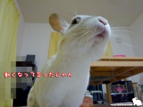 言ったでしょ