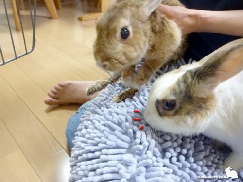 うさぎよりマット