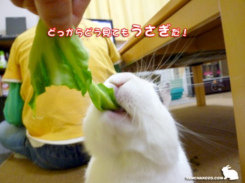 どっからみてもうさぎ