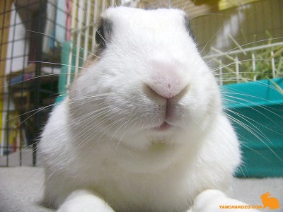 かーちゃんの代理