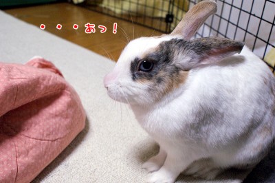 ぷりん・・・あっ！