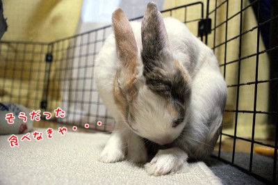 ぷりん食べなきゃ