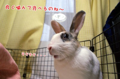 ぷりん良く噛んで