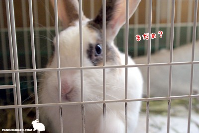 ぷりんまだぁ？ちょっと可愛く！