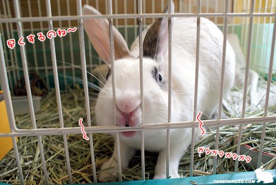 ぷりんお口でガタガタ