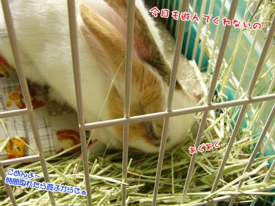 ぷりん拗ねる？