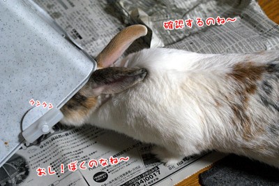 ぷりんトイレを確認