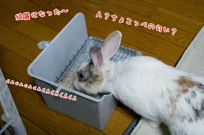 ぷりんちょこっぺの？