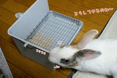 ぷりんこうしてやる！