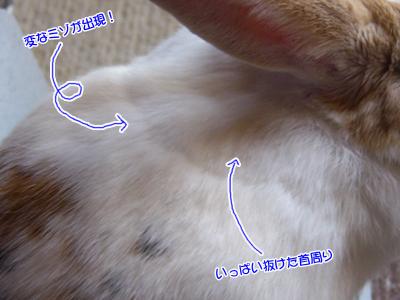 ぷりん変なミゾ？