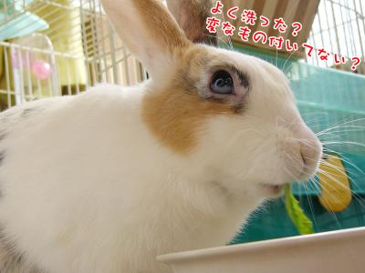 ぷりん洗った？