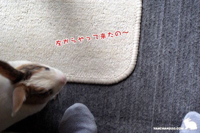 ぷりん左から