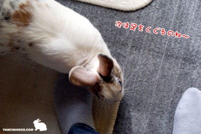 ぷりんくぐろうか