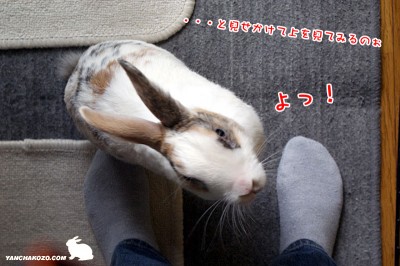 ぷりん・・・と見せかけて