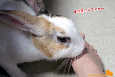 足舐めサービス 足舐めサービス