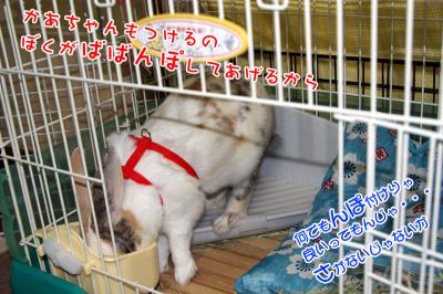 ぷりんばばんぽ！