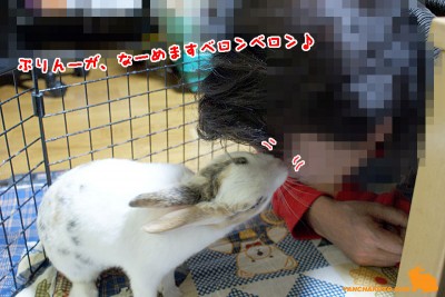 ぷりんが舐めます ぷりんが舐めます
