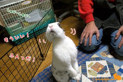 ふんだっ! ふんだっ!