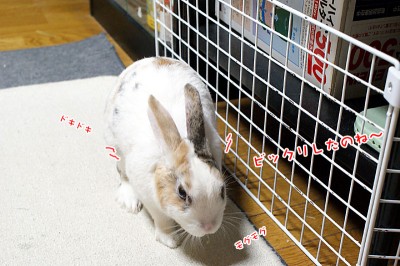 ぷりんびっくり