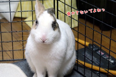 ぷりん驚かさないで