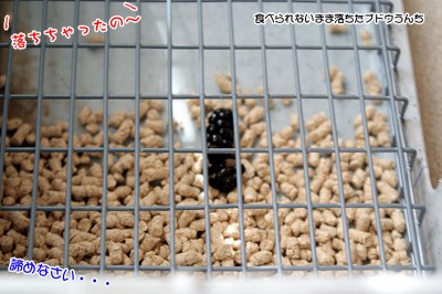 ぷりんブドウうんち ぷりんブドウうんち
