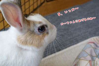 ぷりんま、いっか~ ぷりんま、いっか~