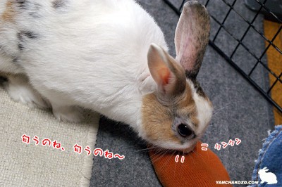 靴下クンクン