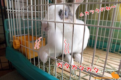 ムカツクのね～