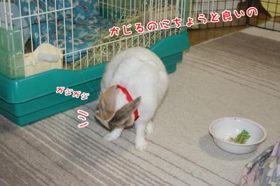 ぷりんちょうど良い